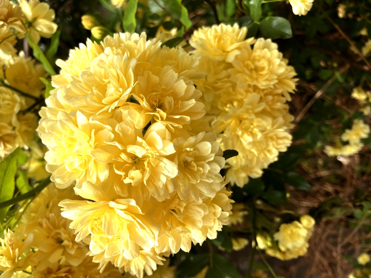 ���b�R�E�o��